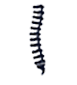 orthopedic orthopedic